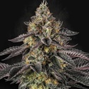 Sunset Paradise (Paradise Seeds) feminisiert