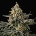 Sunset Paradise (Paradise Seeds) feminisiert