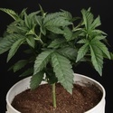 Sunset Paradise (Paradise Seeds) feminisiert