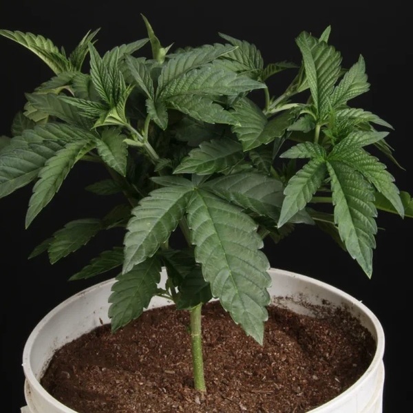 Sunset Paradise (Paradise Seeds) feminisiert