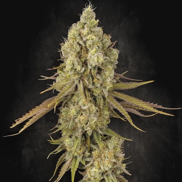 Tangerine Sorbet (Paradise Seeds) feminisiert