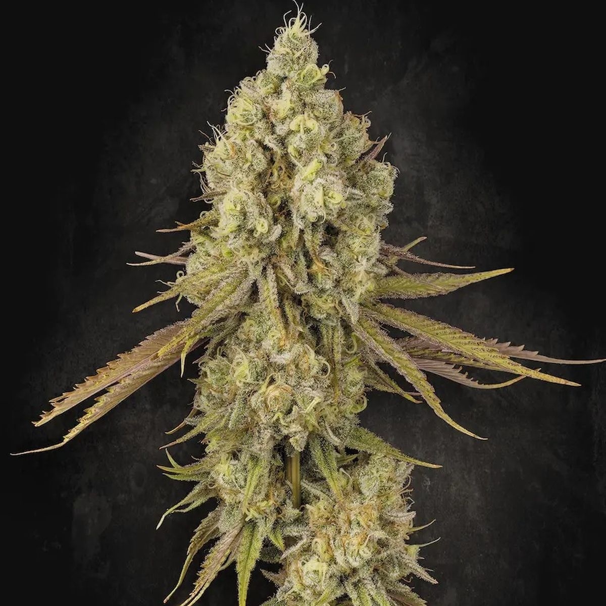 Tangerine Sorbet (Paradise Seeds) feminisiert