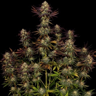 Tangerine Sorbet (Paradise Seeds) feminisiert