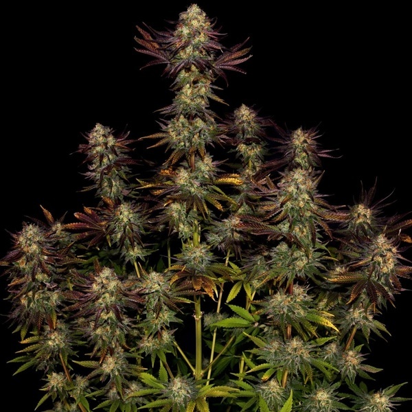 Tangerine Sorbet (Paradise Seeds) feminisiert