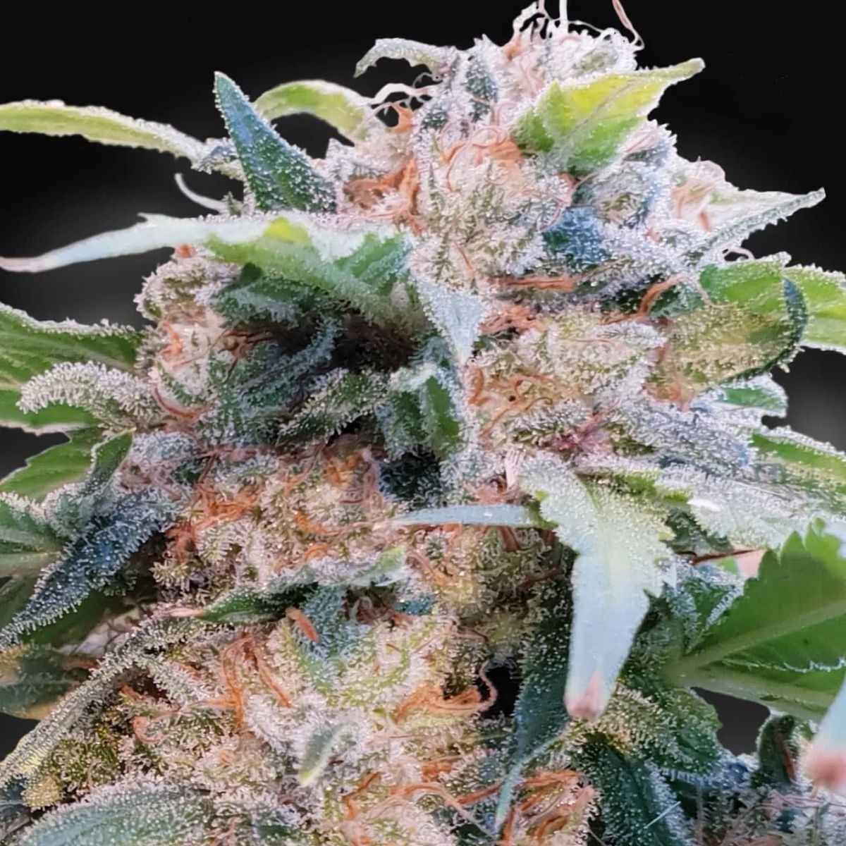 CBDream (Paradise Seeds) feminisiert