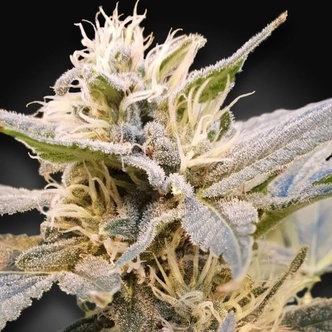 CBDelight (Paradise Seeds) feminisiert