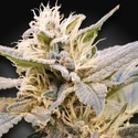 CBDelight (Paradise Seeds) feminisiert