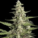 Pandora Auto (Paradise Seeds) feminisiert