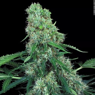 Pandora Auto (Paradise Seeds) feminisiert