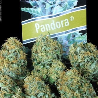 Pandora Auto (Paradise Seeds) feminisiert
