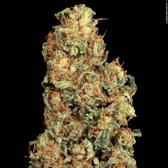 Vertigo Auto (Paradise Seeds) feminisiert