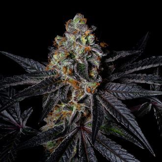 Diamond Dust (Pure Instinto) feminisiert