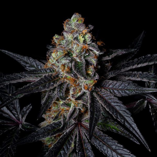 Diamond Dust (Pure Instinto) feminisiert