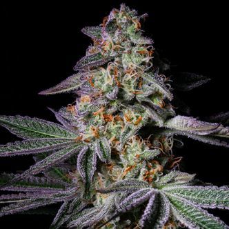 Pure Glitter (Pure Instinto) feminisiert