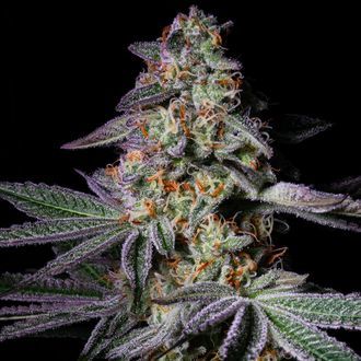 Pure Glitter (Pure Instinto) feminisiert