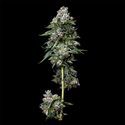 Kosher Kush (DNA Genetics) feminisiert