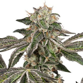 Runtz Automatic (White Label) feminisiert