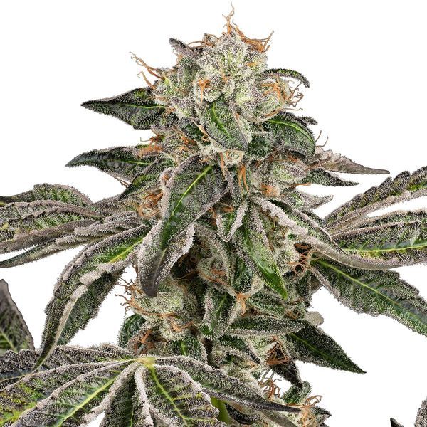 Runtz Automatic (White Label) feminisiert