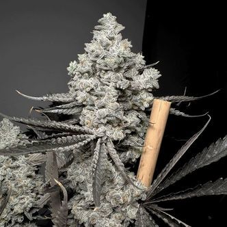 Barf Breath (Solfire Gardens) feminisiert