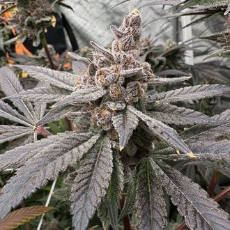 Gasserole (Solfire Gardens) feminisiert