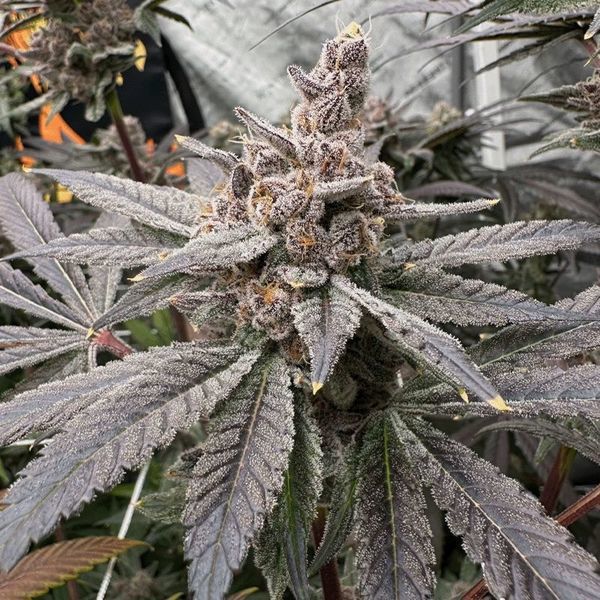 Gasserole (Solfire Gardens) feminisiert