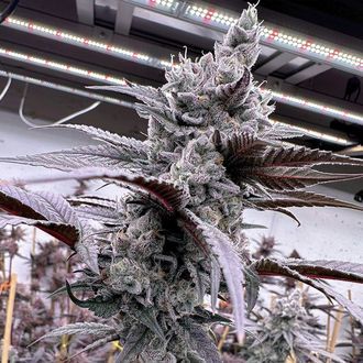 Lung Buster (Solfire Gardens) feminisiert