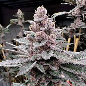 Miami Madness (Solfire Gardens) feminisiert