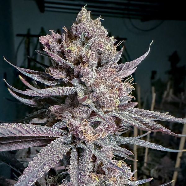 Ripe (Solfire Gardens) feminisiert