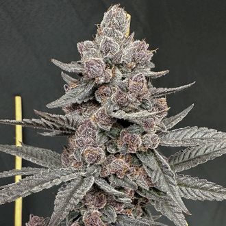 Sinfero (Solfire Gardens) feminisiert