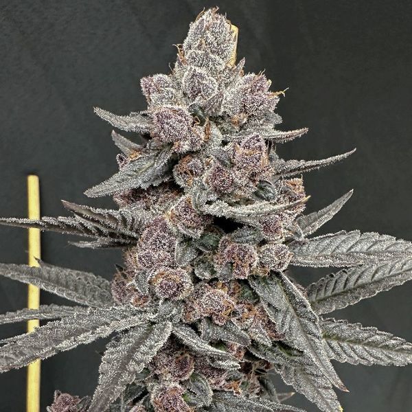 Sinfero (Solfire Gardens) feminisiert