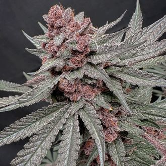 Terpgasm (Solfire Gardens) feminisiert