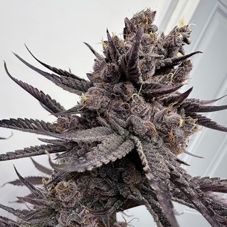 Trap God (Solfire Gardens) feminisiert