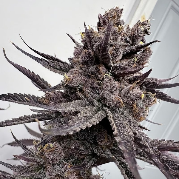 Trap God (Solfire Gardens) feminisiert