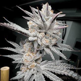 Trich Beast (Solfire Gardens) feminisiert Trich Beast (Solfire Gardens) feminisiert