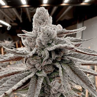 Yummy Yummy (Solfire Gardens) feminsiert