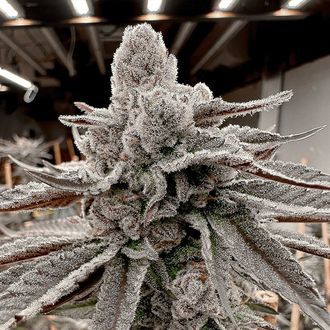 Yummy Yummy (Solfire Gardens) feminsiert