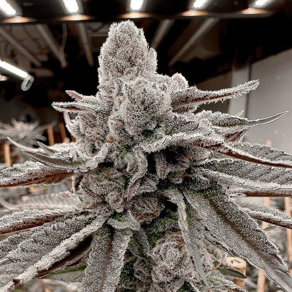 Yummy Yummy (Solfire Gardens) feminsiert