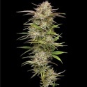 California Haze (Humboldt Seed Company) feminisiert