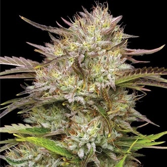 California Haze (Humboldt Seed Company) feminisiert