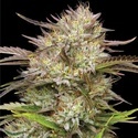 California Haze (Humboldt Seed Company) feminisiert