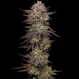 Chicken N' Wafflez (Humboldt Seed Company) feminisiert