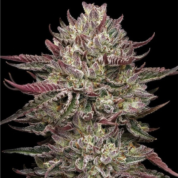 Chicken N' Wafflez (Humboldt Seed Company) feminisiert