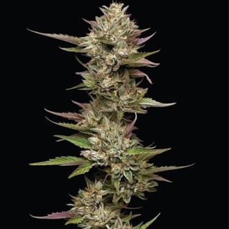 Moon Fog (Humboldt Seed Company) feminisiert