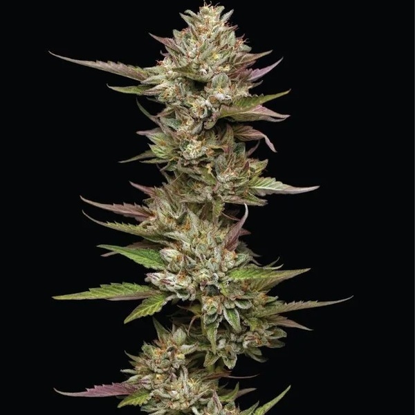Moon Fog (Humboldt Seed Company) feminisiert