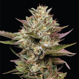 Moon Fog (Humboldt Seed Company) feminisiert