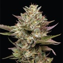 Moon Fog (Humboldt Seed Company) feminisiert