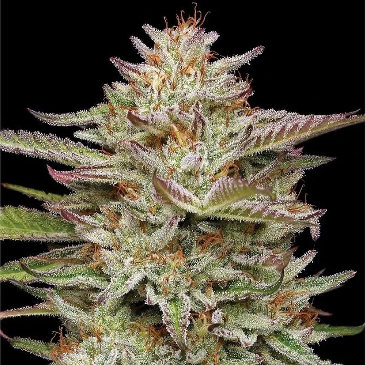 Choclate Mint OG Feminisiert (Humboldt Seed Company)