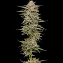 Banana OG Auto (Humboldt Seed Company) feminisiert