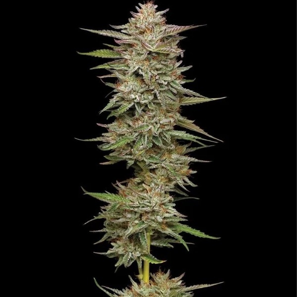 Banana OG Auto (Humboldt Seed Company) feminisiert