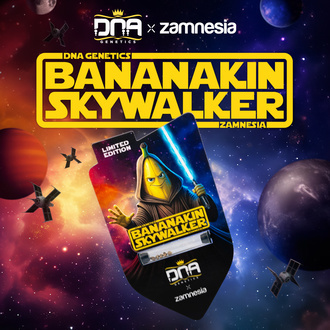 Bananakin Skywalker (Zamnesia Seeds x DNA Genetics) feminisiert